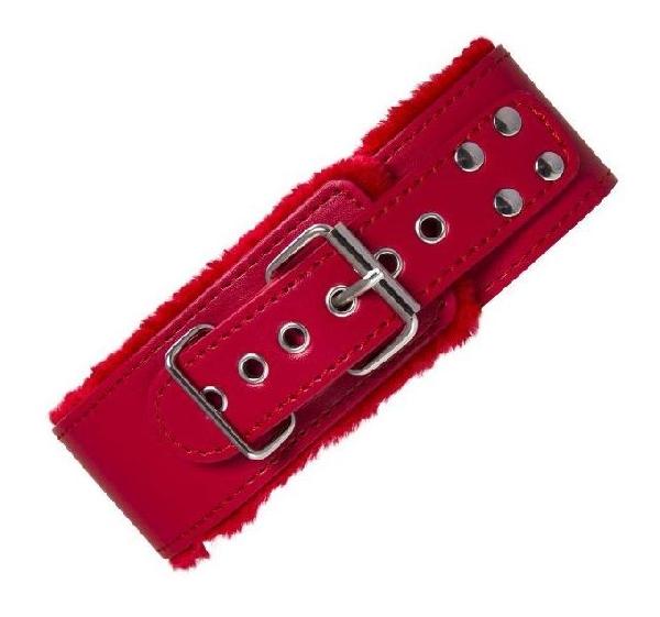 Красный ошейник с металлической фурнитурой от Toyfa Basic